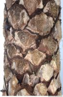 palm tree bark 0001